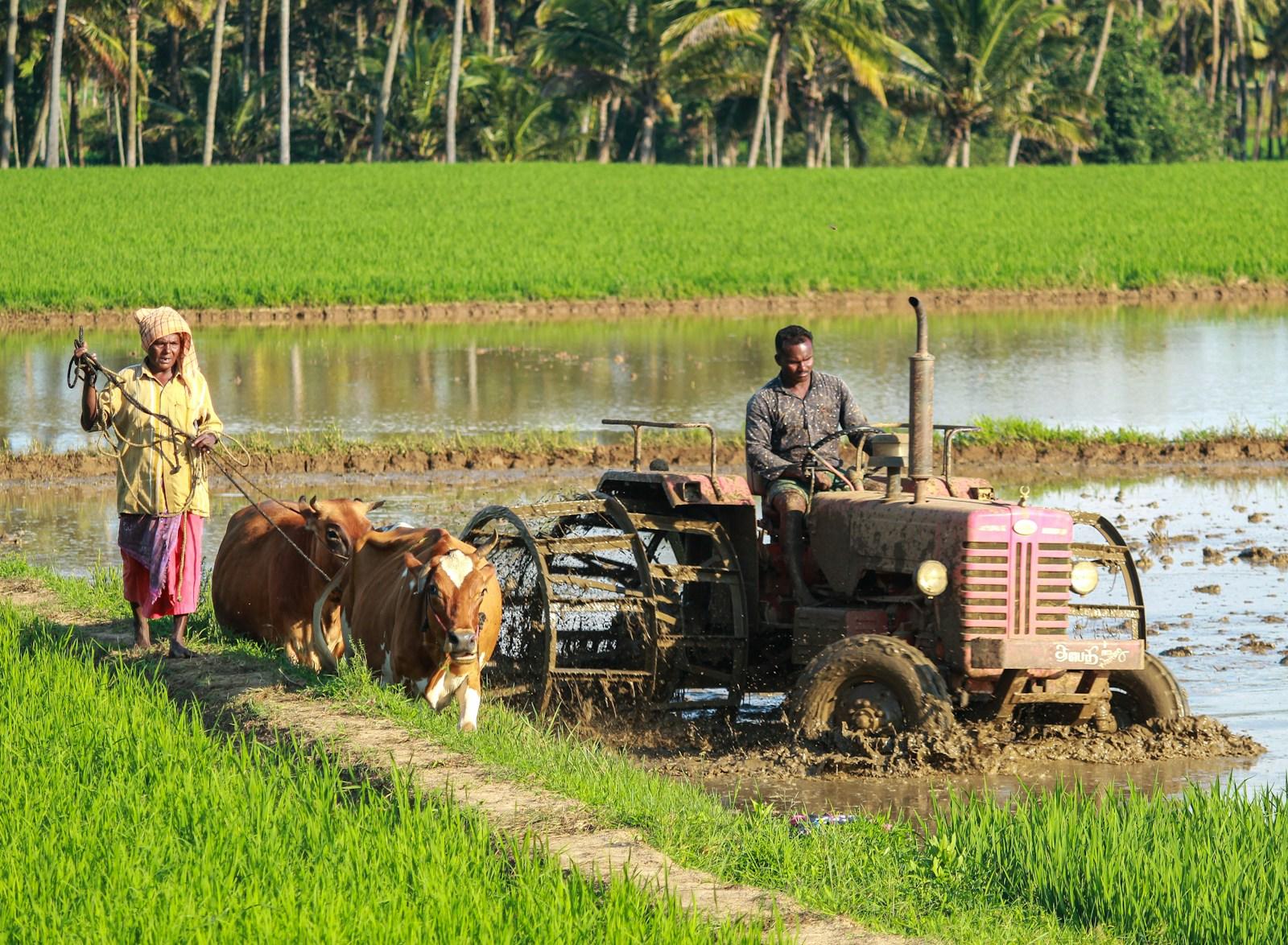 Green crop rows