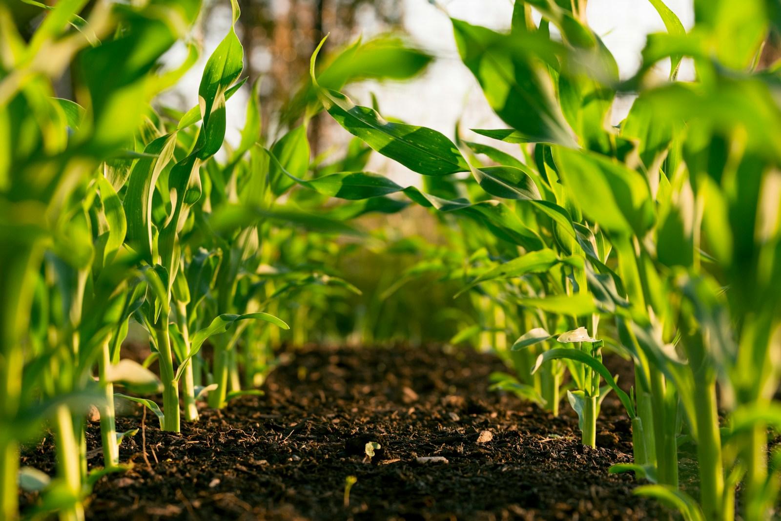 Farmers working in the field