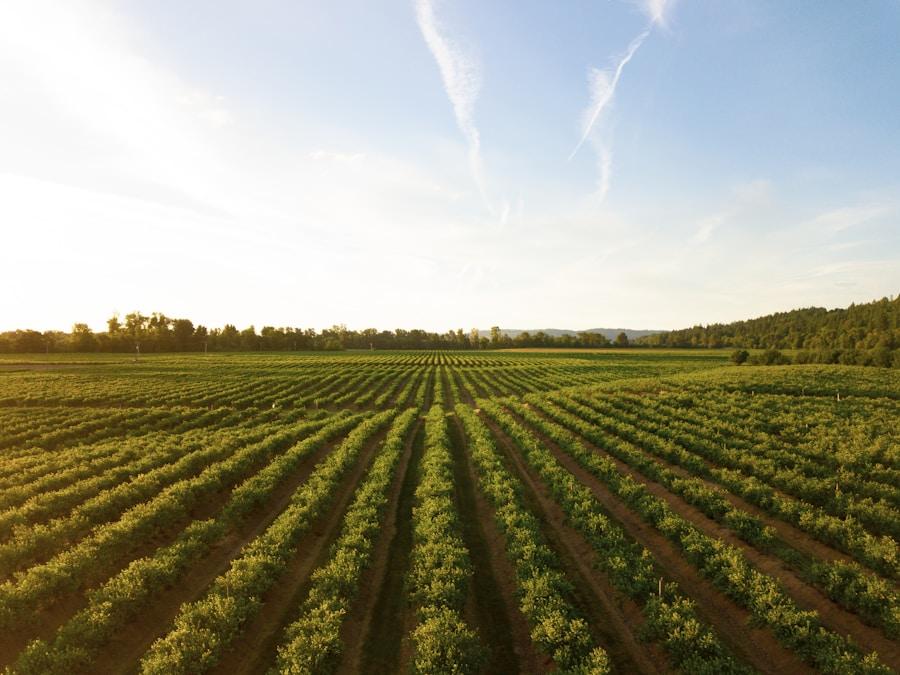 Smart irrigation in the field