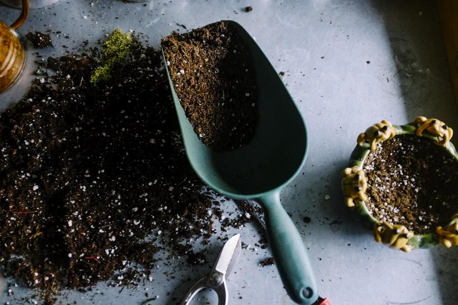 Close-up of plant and soil